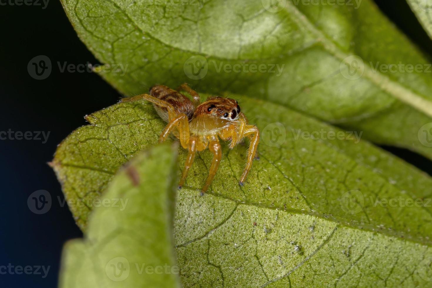 pequeña araña saltadora foto