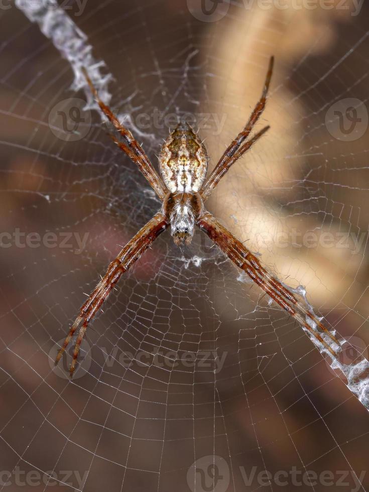 orbweaver de jardín plateado femenino foto