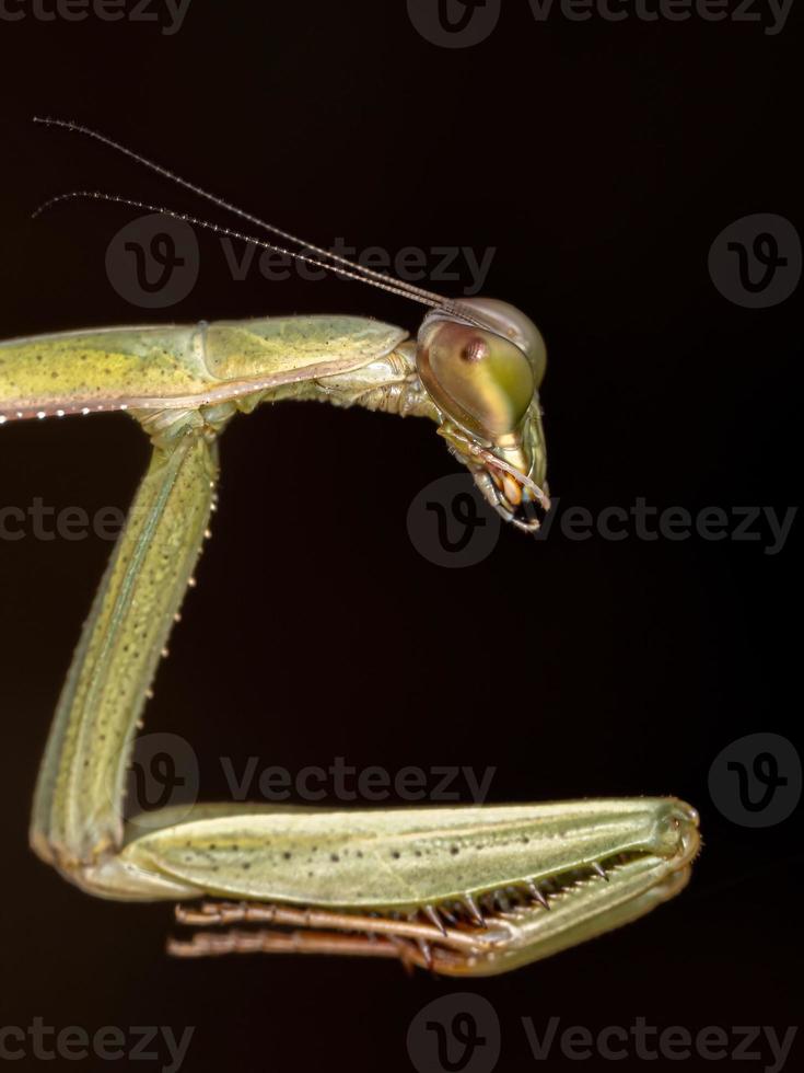 Small Mantid nymph photo