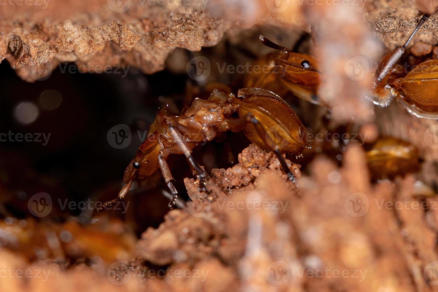 hormiga tortuga amarilla adulta foto