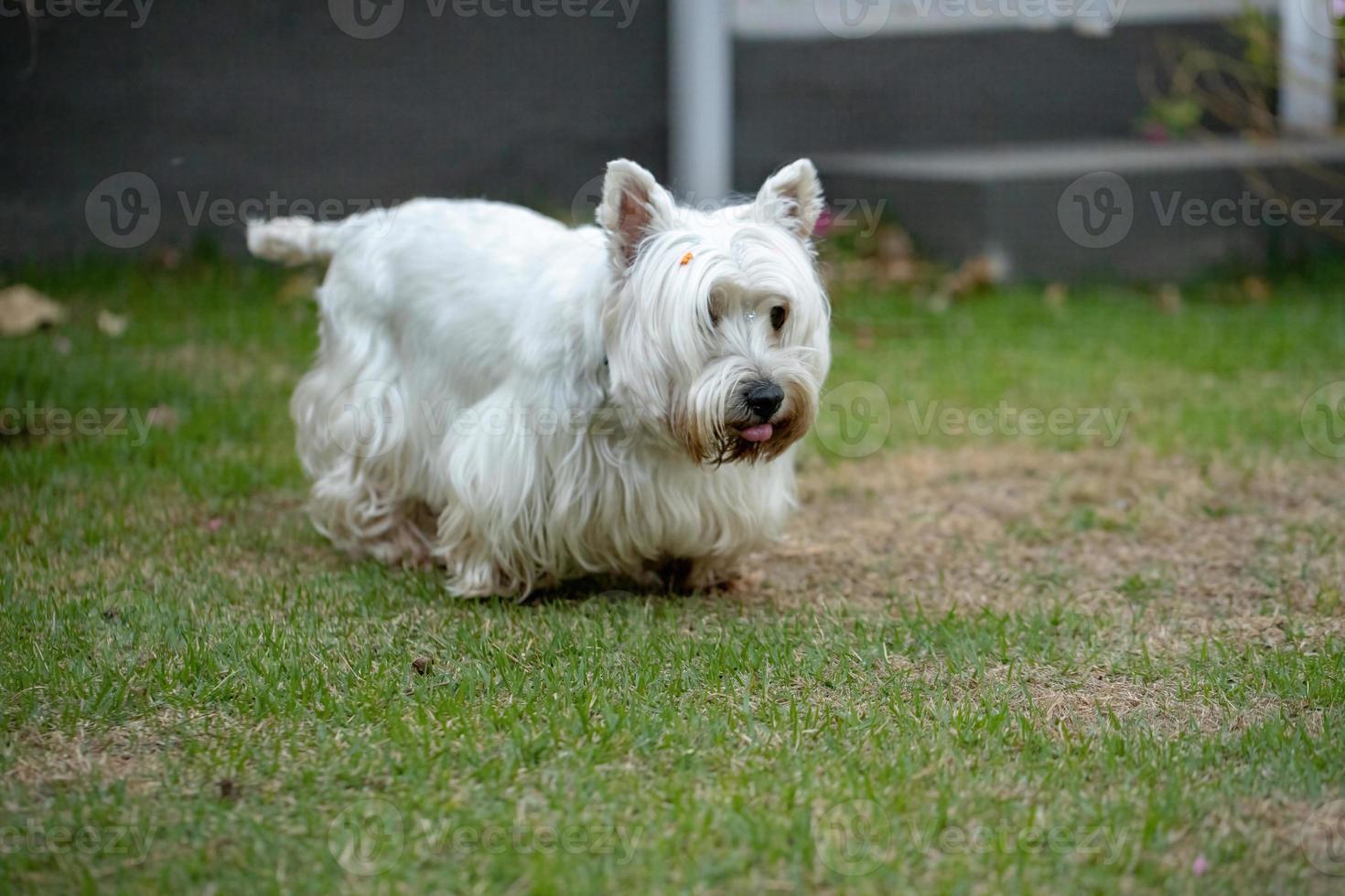 West Highland White Terrier photo