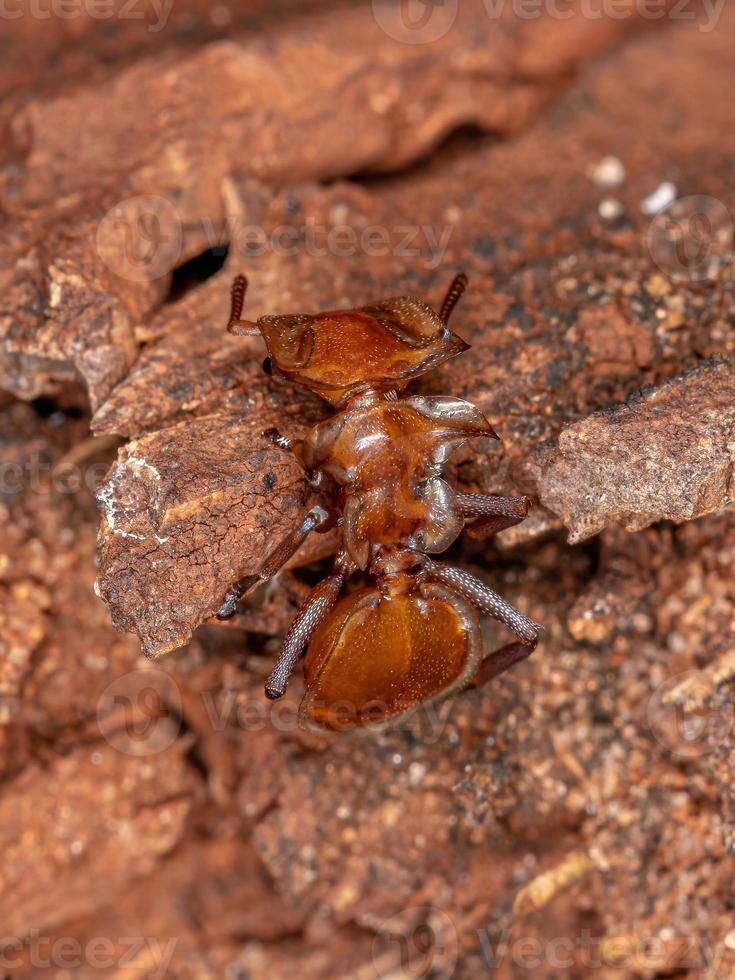 Adult Yellow Turtle Ant photo