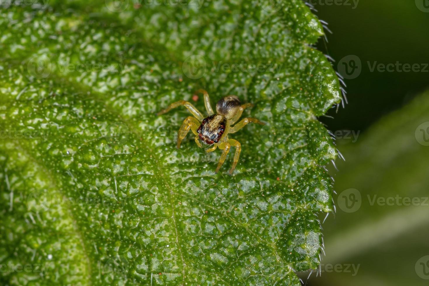 pequeña araña saltadora foto