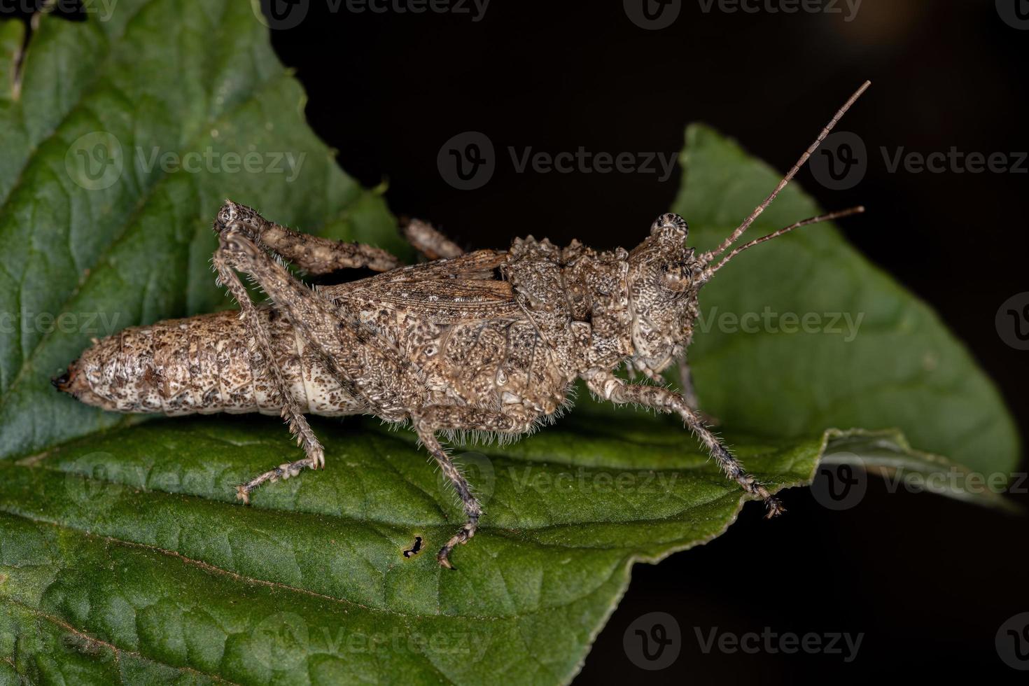 saltamontes de cuernos cortos foto