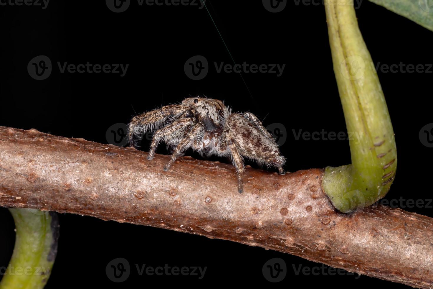 araña saltadora macho foto