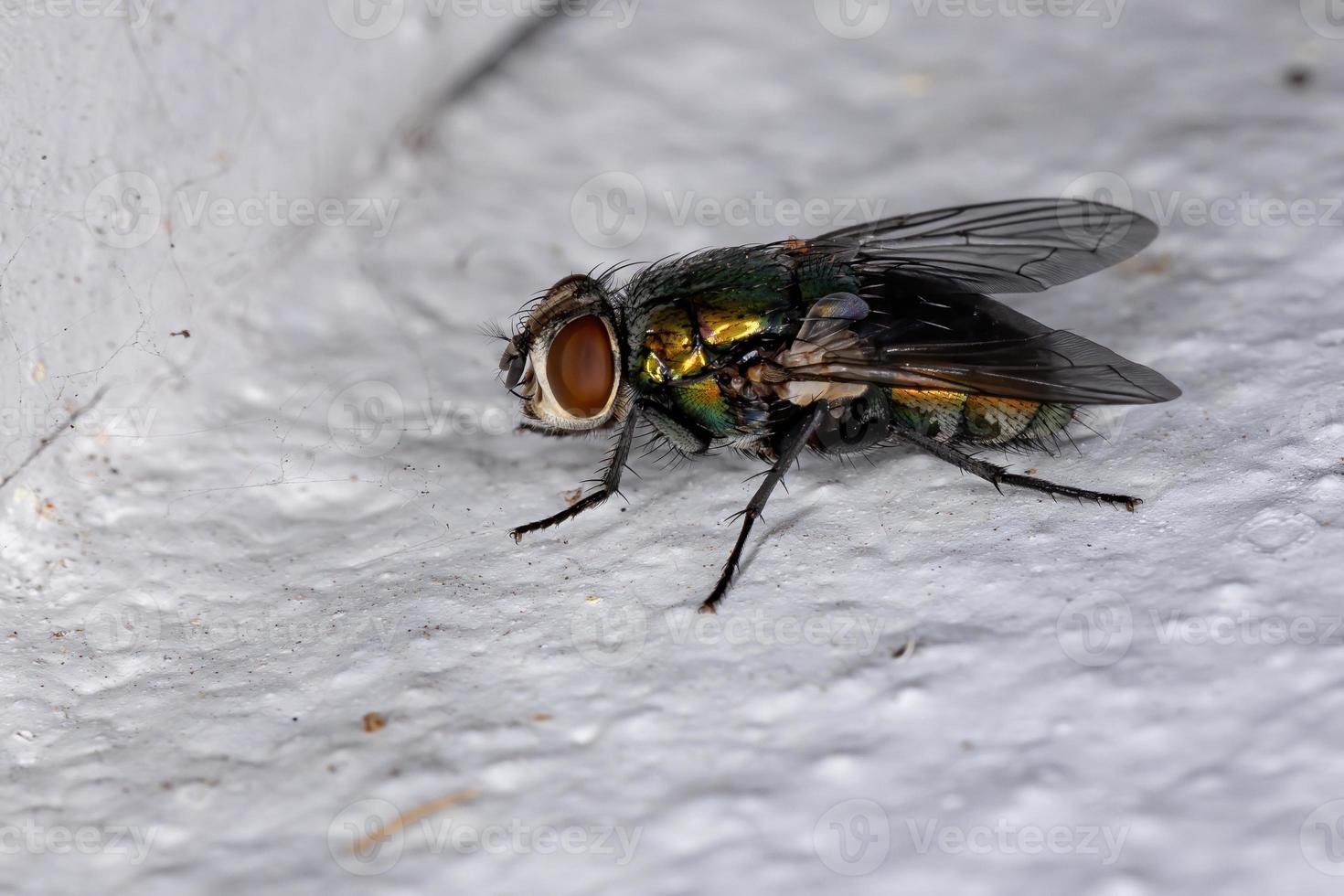 oveja australiana sopla mosca foto