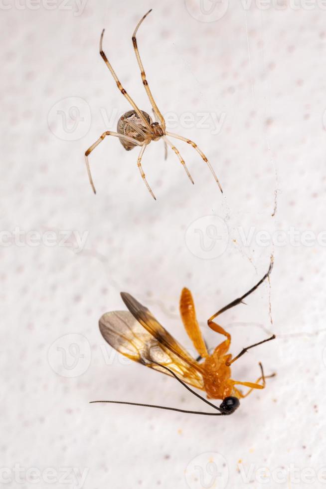 Brown Widow Spider photo