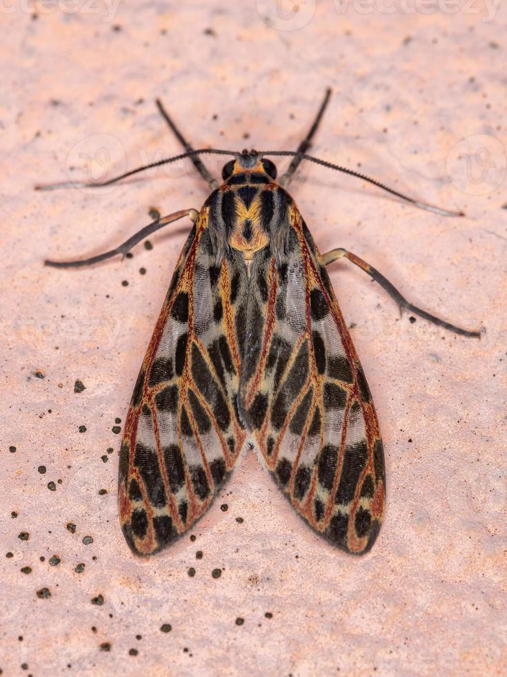 Orange Tiger moth photo