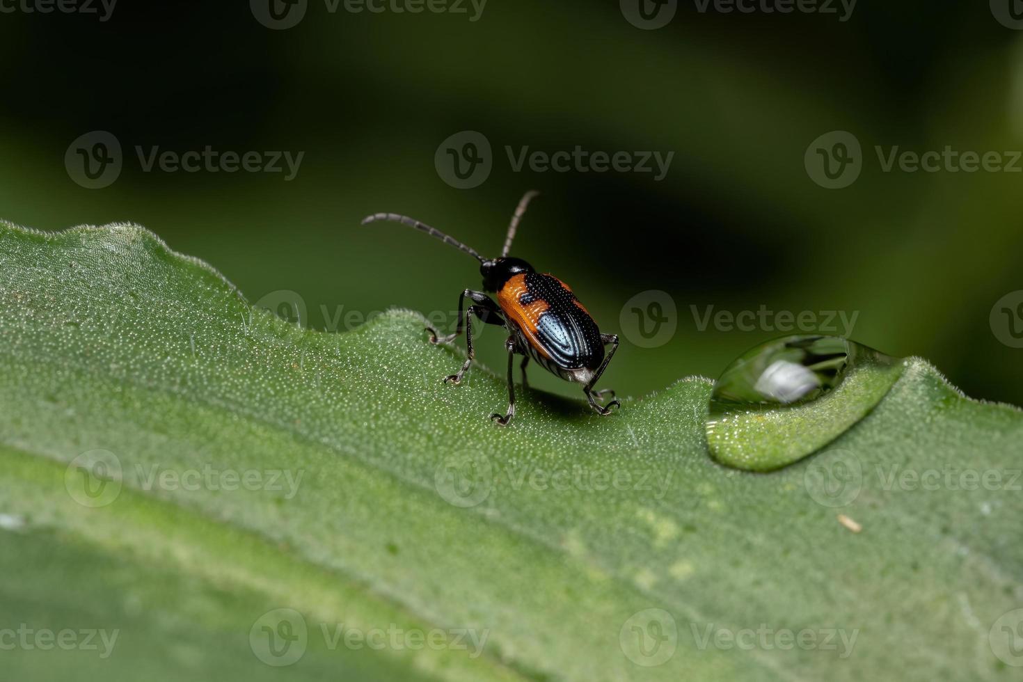 Adult Shining Leaf Beetle photo