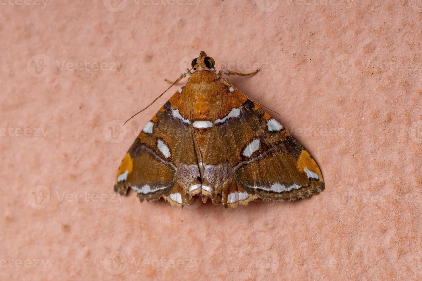 Adult yellow moth photo
