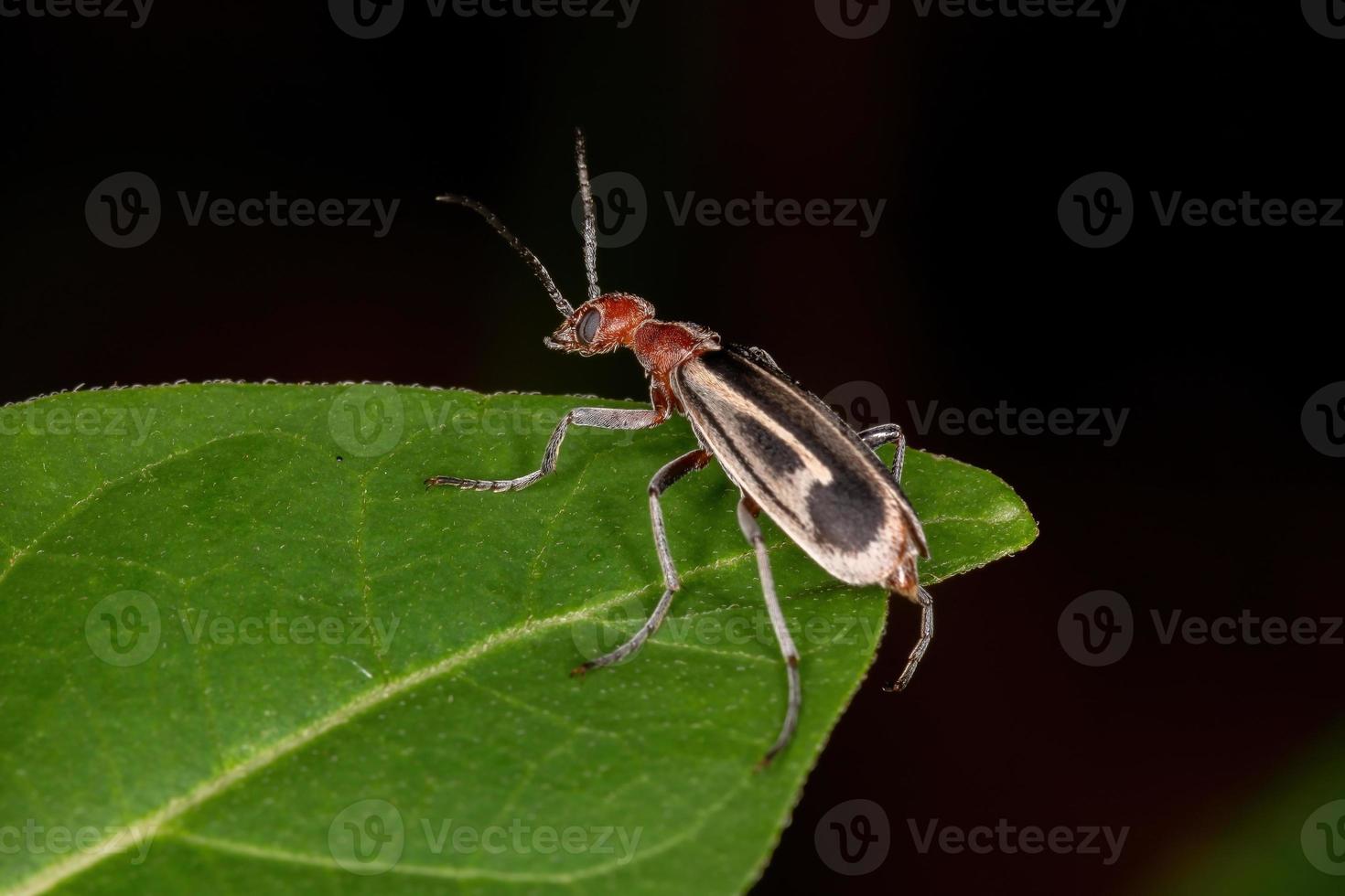 Burning Blister Beetle photo