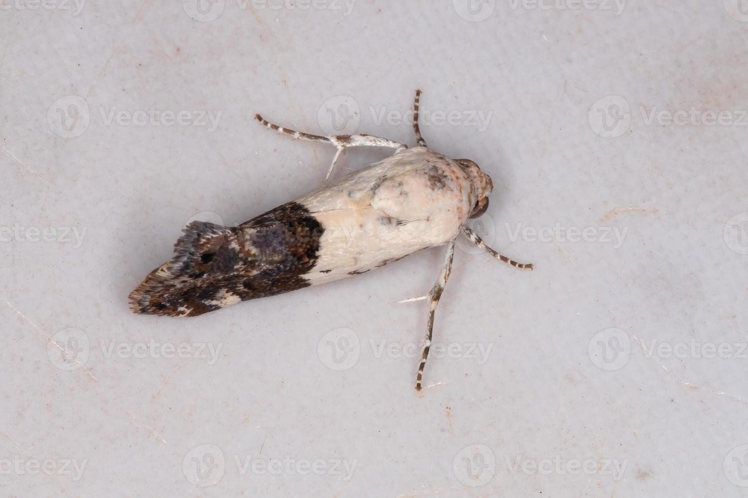 Adult Cutworm Moth photo