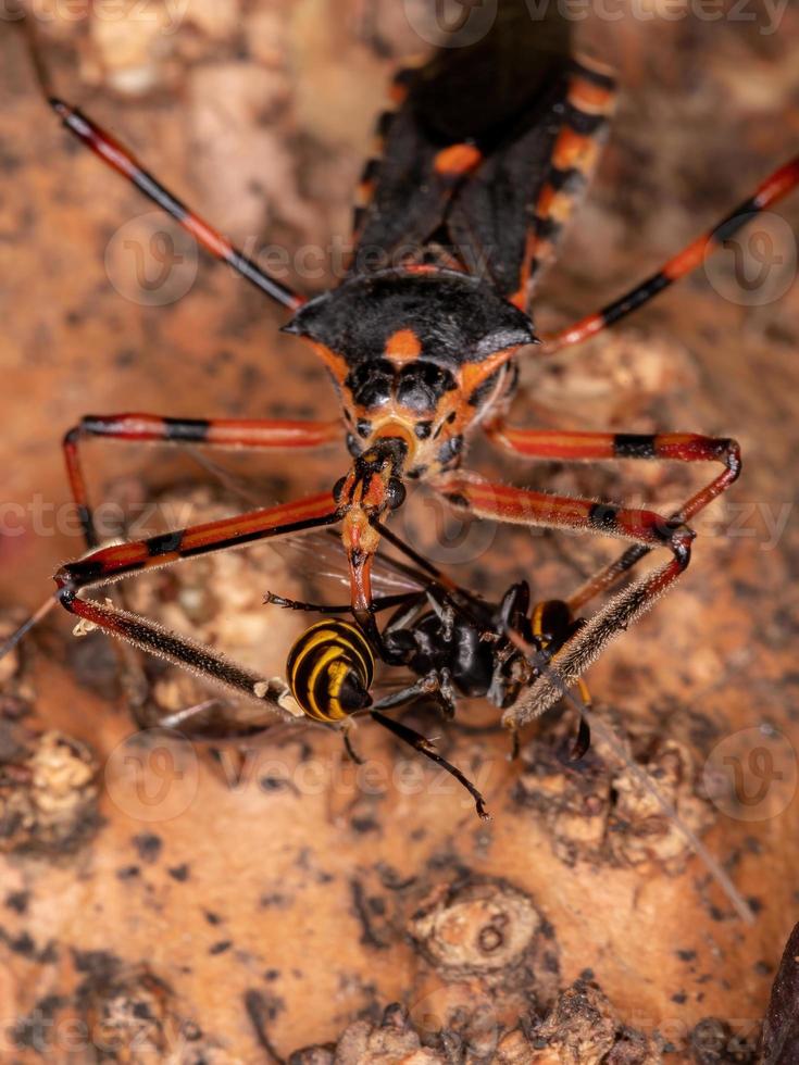 Assassin Bugs preying on a wasp photo