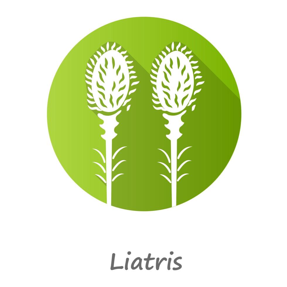 icono de glifo de larga sombra de diseño plano verde liatris. flor floreciente de la estrella ardiente con nombre. Planta de jardín enana gayfeather. spicata kobold. flor silvestre. flor de primavera. ilustración de silueta de vector