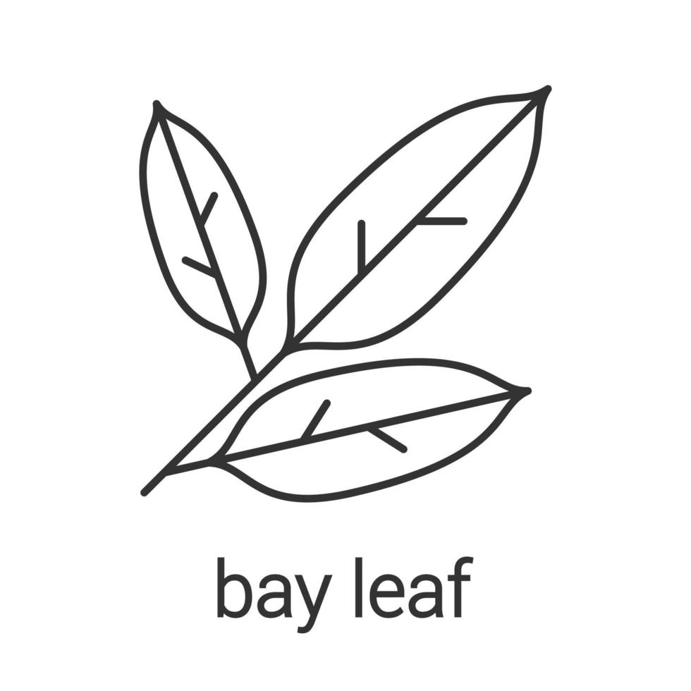 Bay leaves linear icon. Thin line illustration. Contour symbol. Vector isolated outline drawing