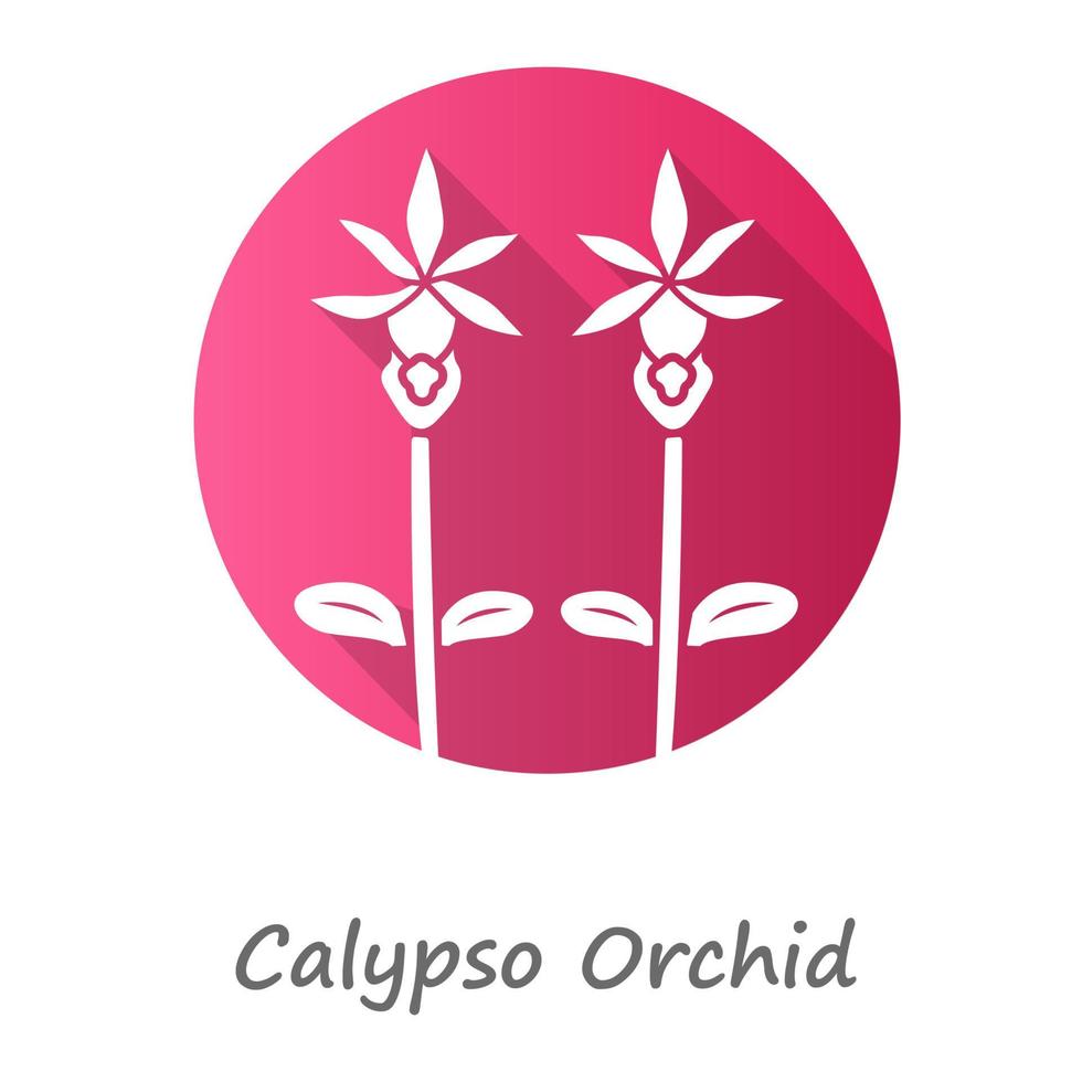 Calypso orchid pink flat design long shadow glyph icon. Exotic, tropical flower. Fairy slipper with name. Calypso bulbosa inflorescence. Wildflower paphiopedilum. Vector silhouette illustration