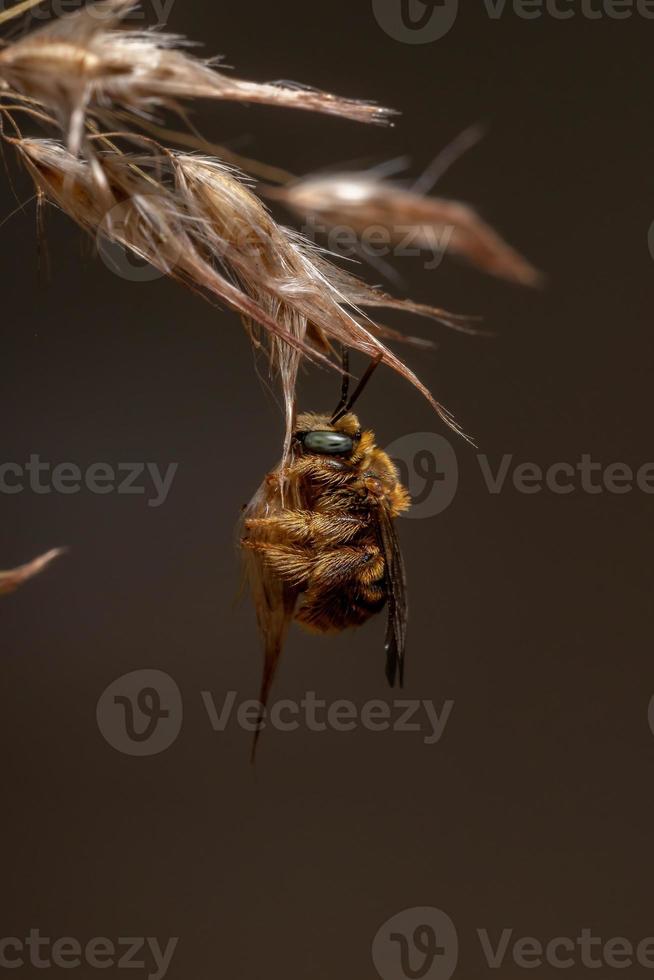 abeja apina en una flor de hierba foto