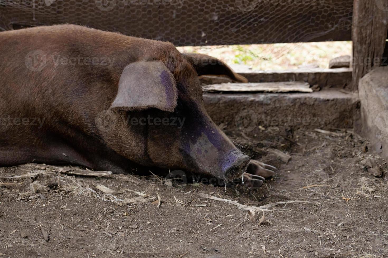 cría de cerdo negro foto