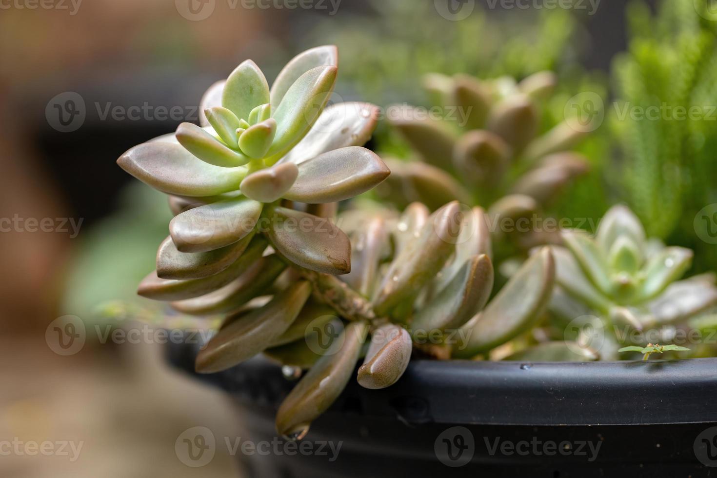 Succulent plant grown photo