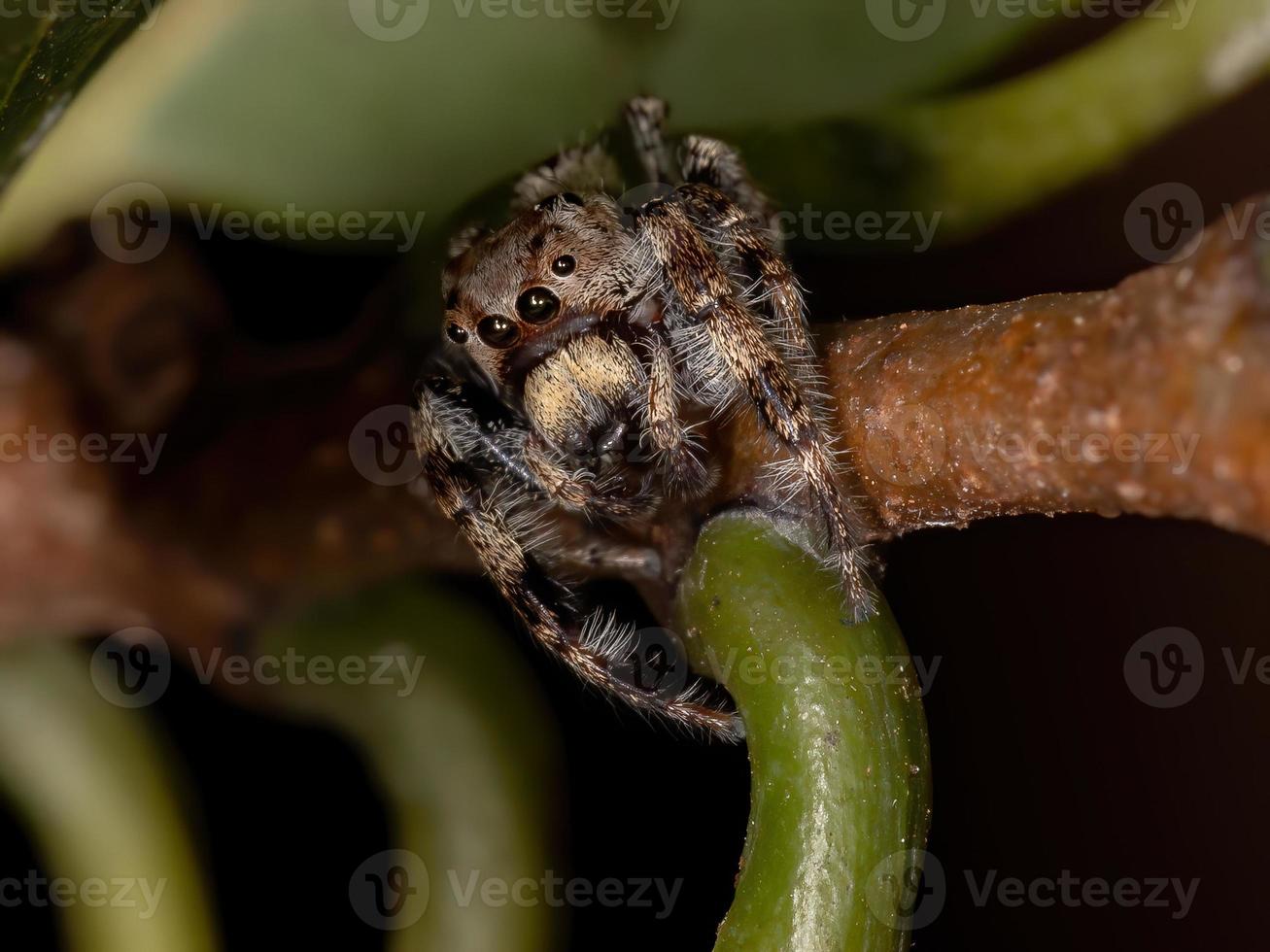 araña saltadora macho foto