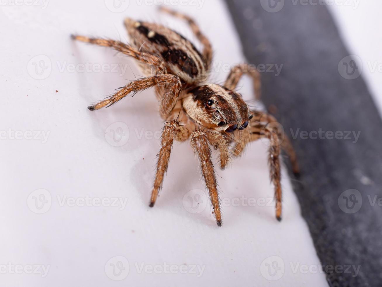 Pantropical Jumping Spider photo