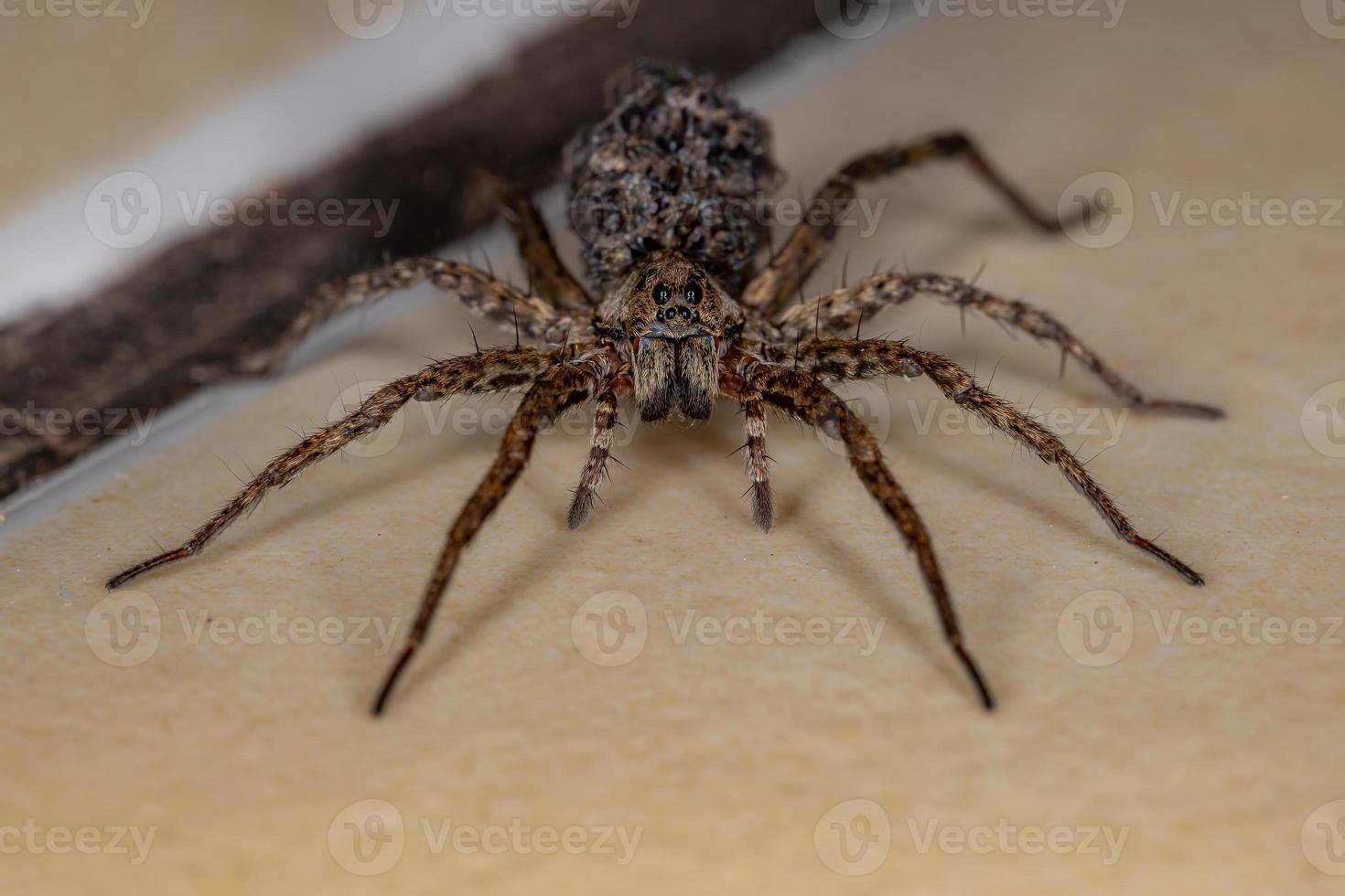 Wolf spider carrying the young photo