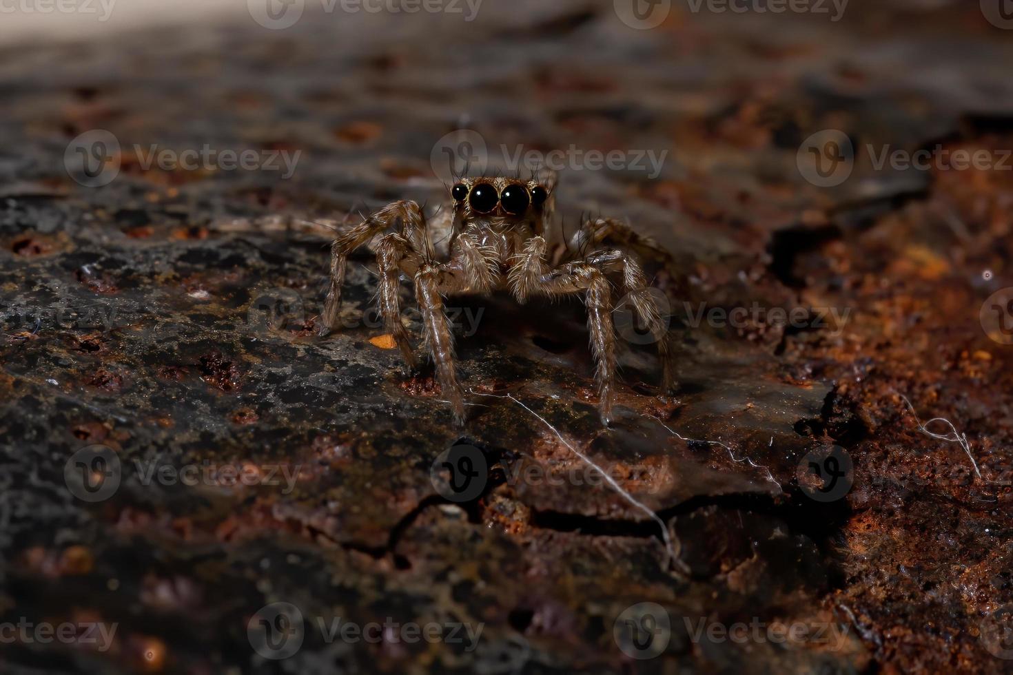 araña saltadora pantropical foto