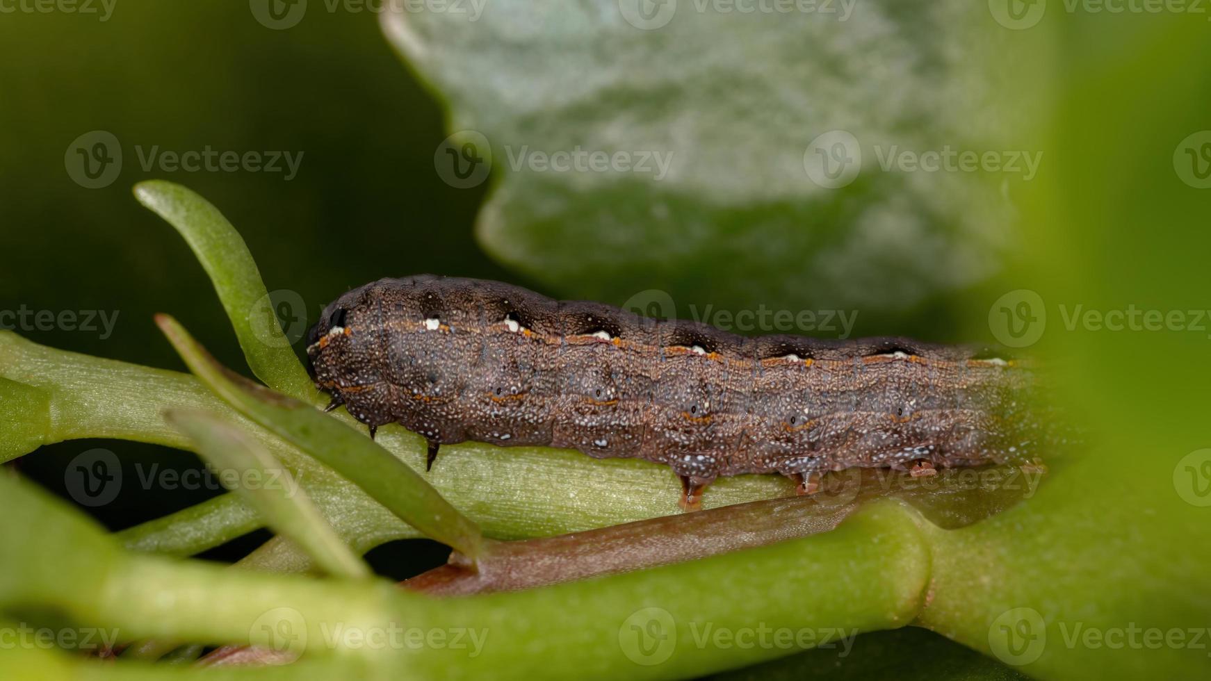 oruga comiendo la planta flaming katy foto