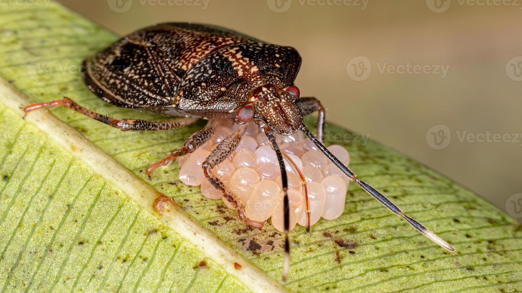 brazilian Stink Bug photo