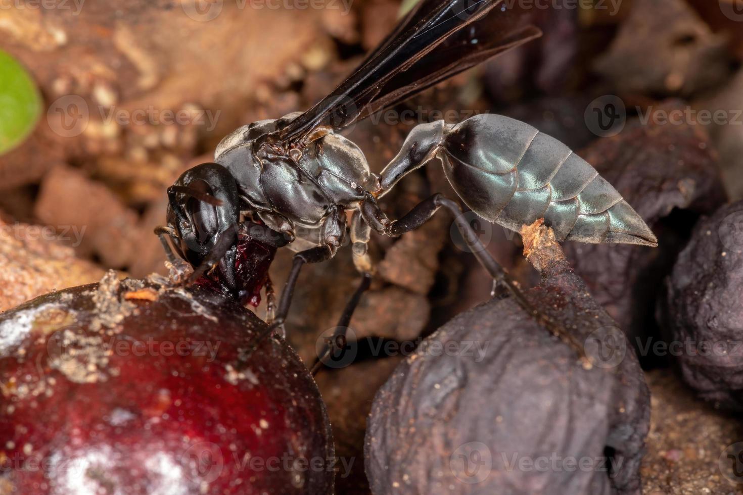 Adult Warrior Wasp photo