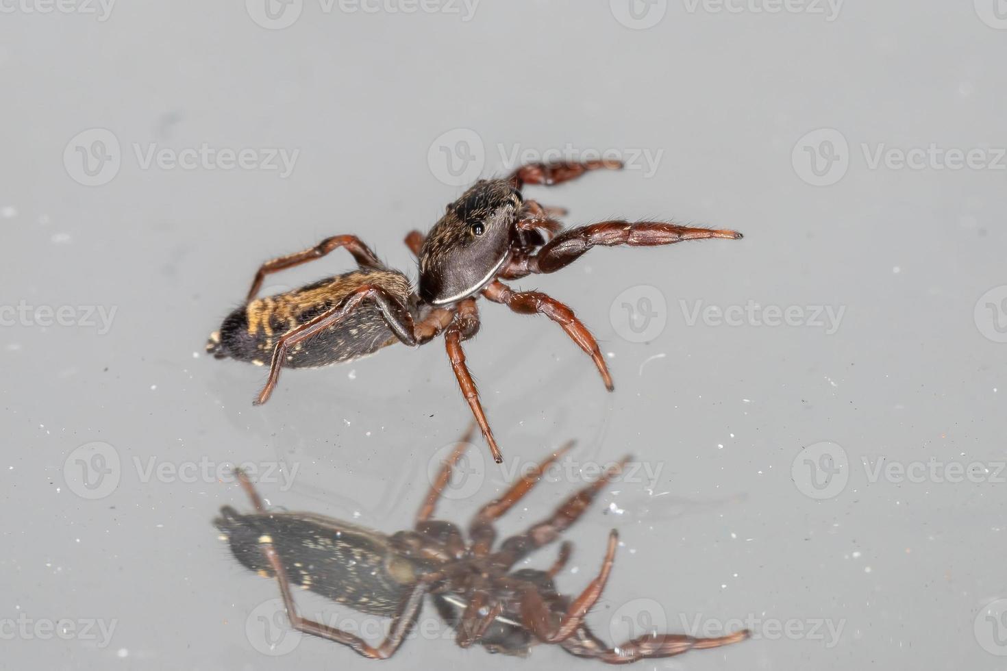 pequeña araña saltadora foto