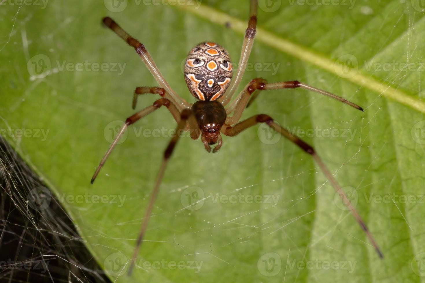 pequeña viuda marrón foto