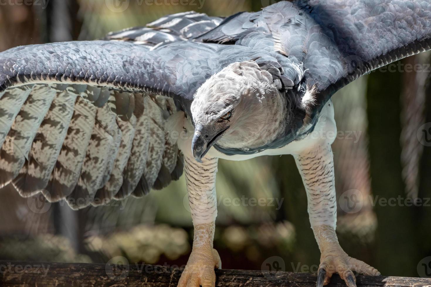 Harpy Eagle animal 3768446 Stock Photo at Vecteezy