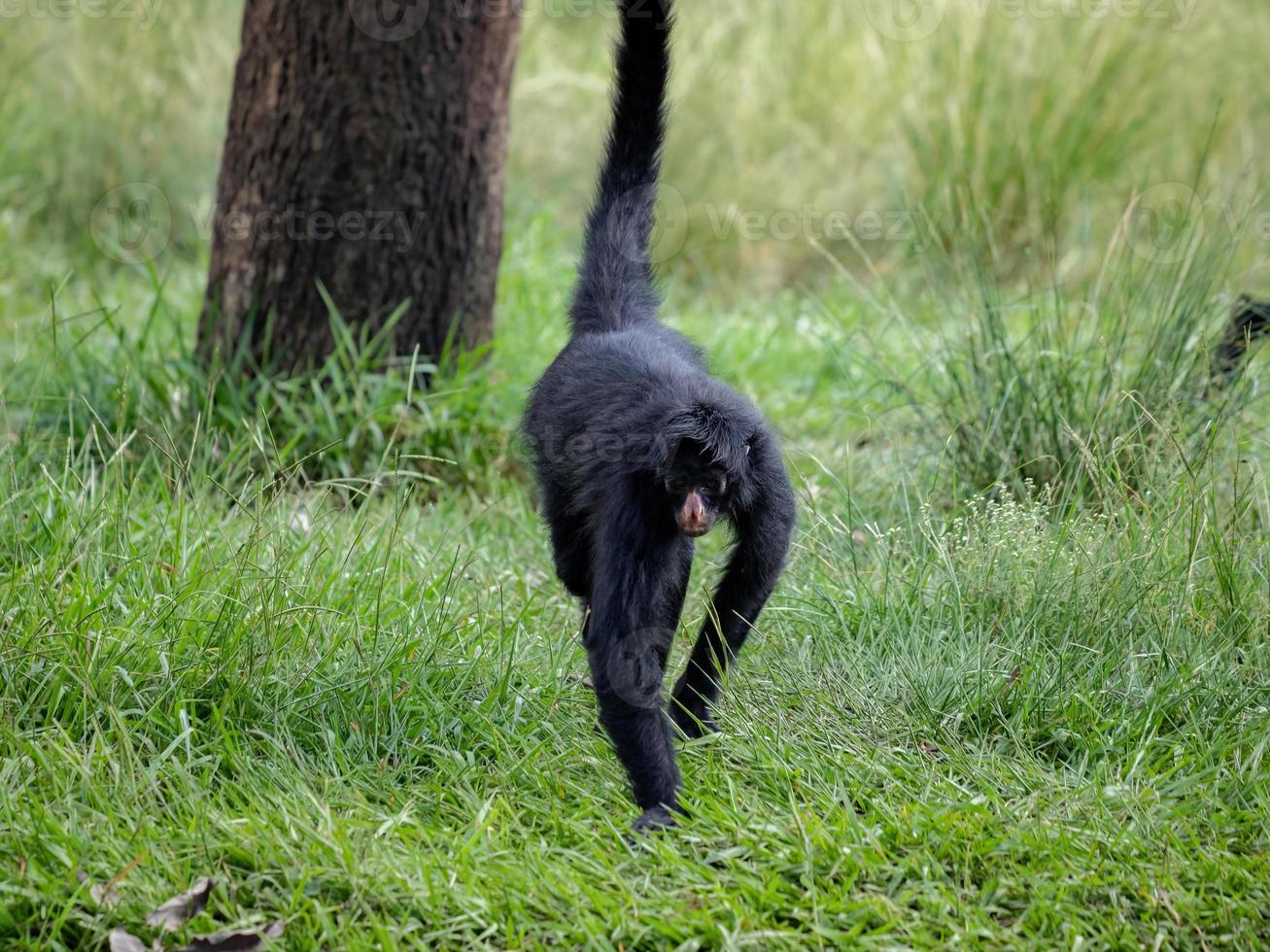 Black-faced Black Spider Monkey photo