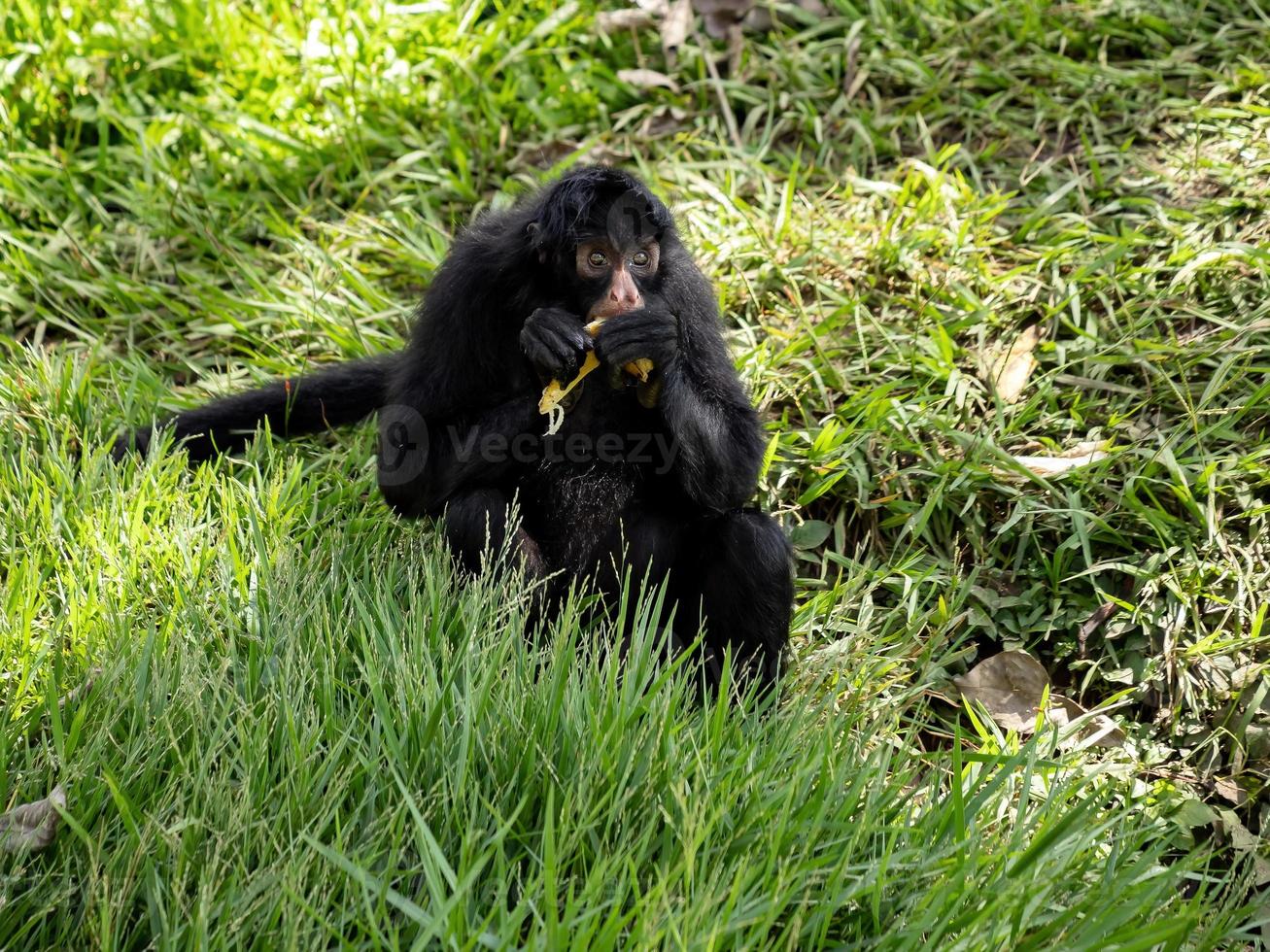 Black-faced Black Spider Monkey photo