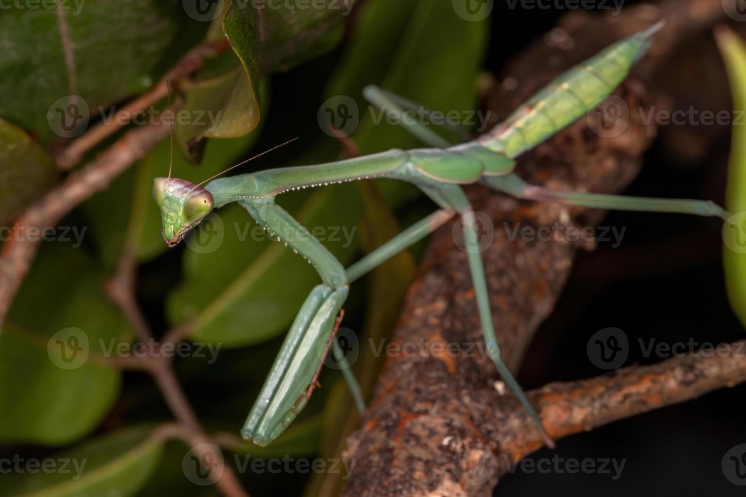 subadulto mantid verde foto