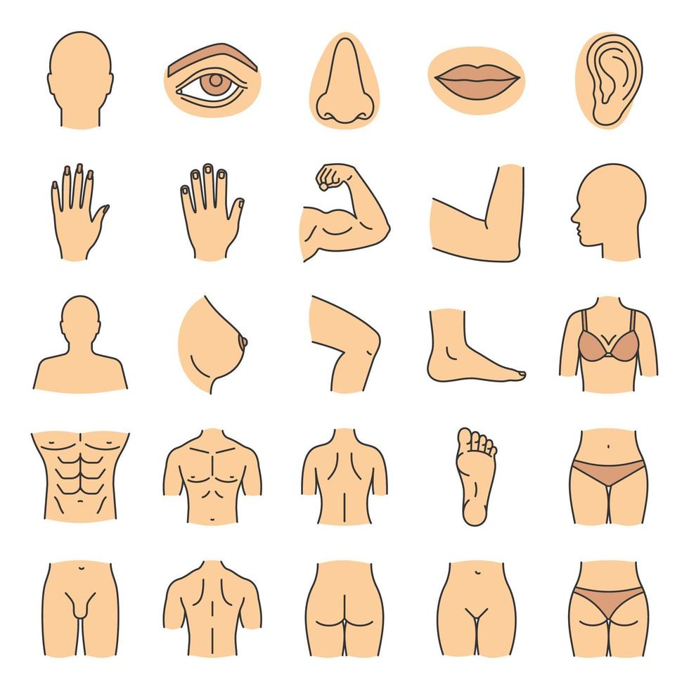 Conjunto de iconos de colores de partes del cuerpo humano. anatomía. cuidado de la salud. ilustraciones vectoriales aisladas vector