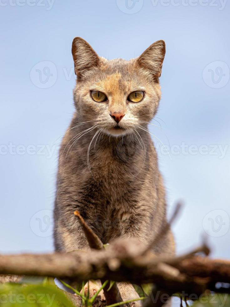 gato doméstico salvaje foto