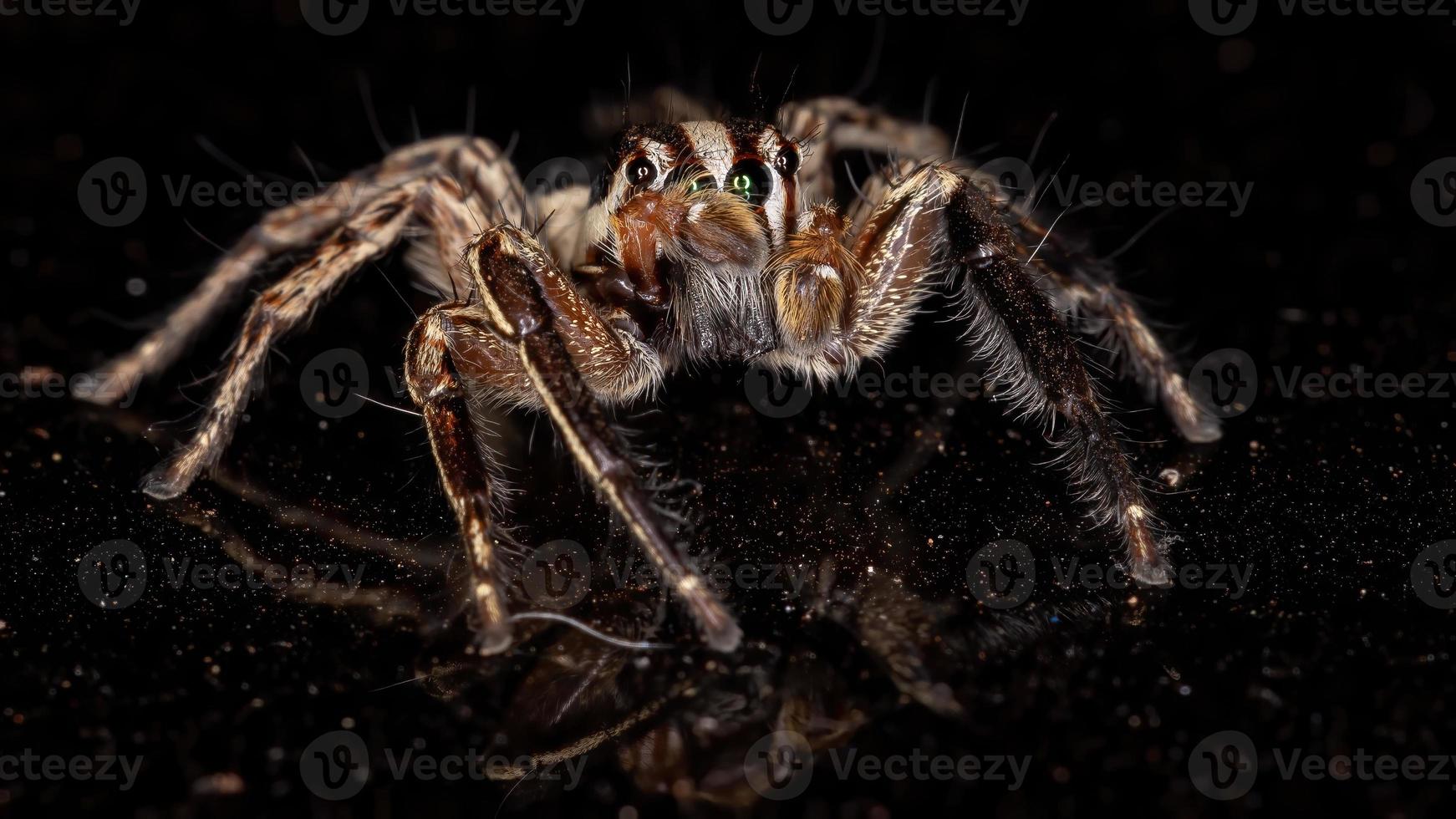 Pantropical Jumping Spider photo