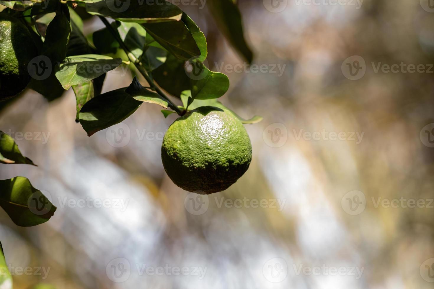 Orange fruit with selective focus photo