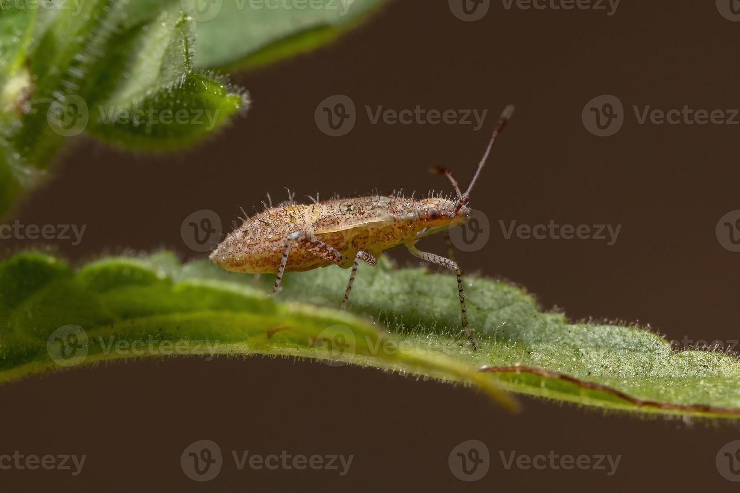 ninfa del insecto pentatomomorfo foto