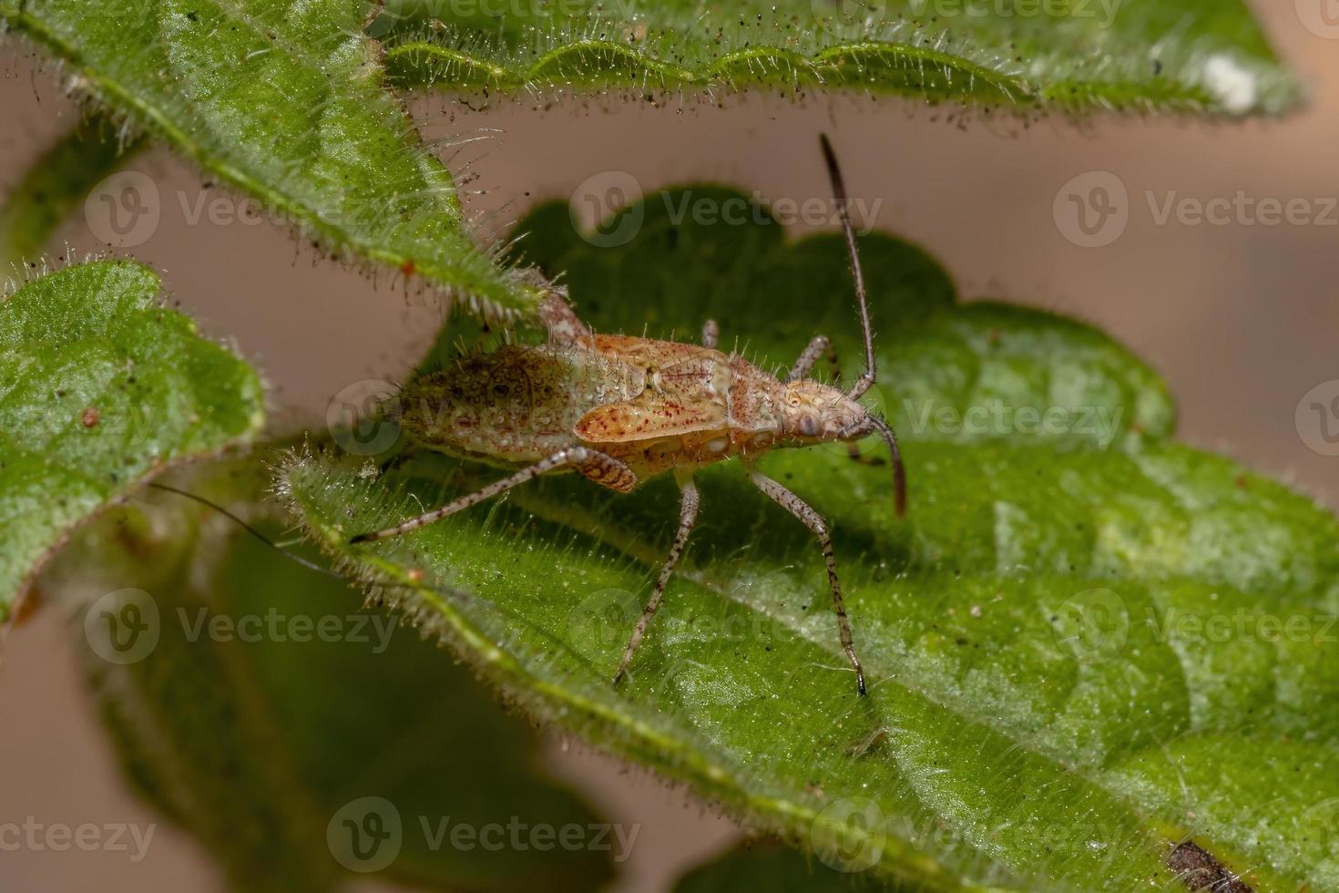 Pentatomomorph Bug nymph photo