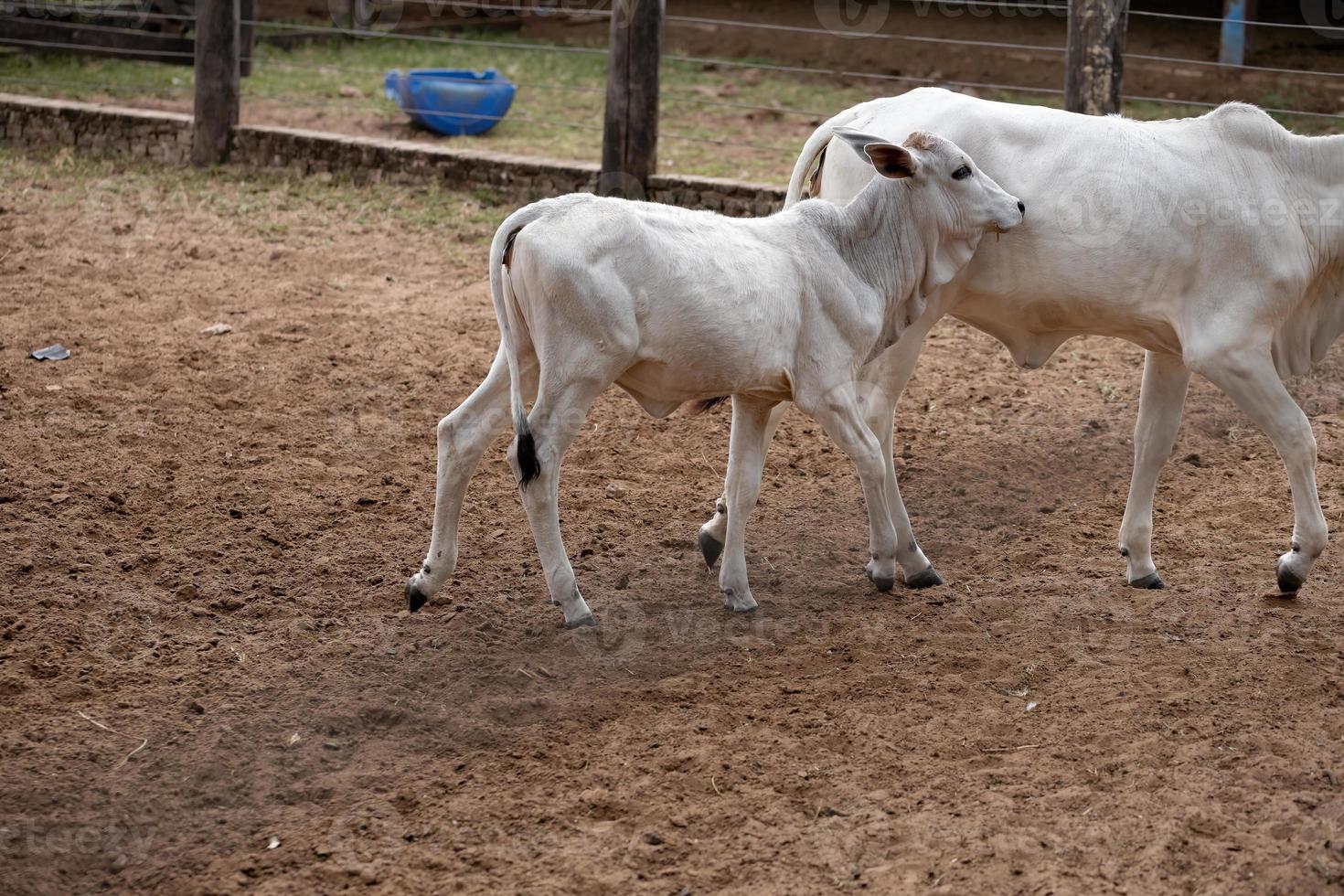 Juvenile white cow photo