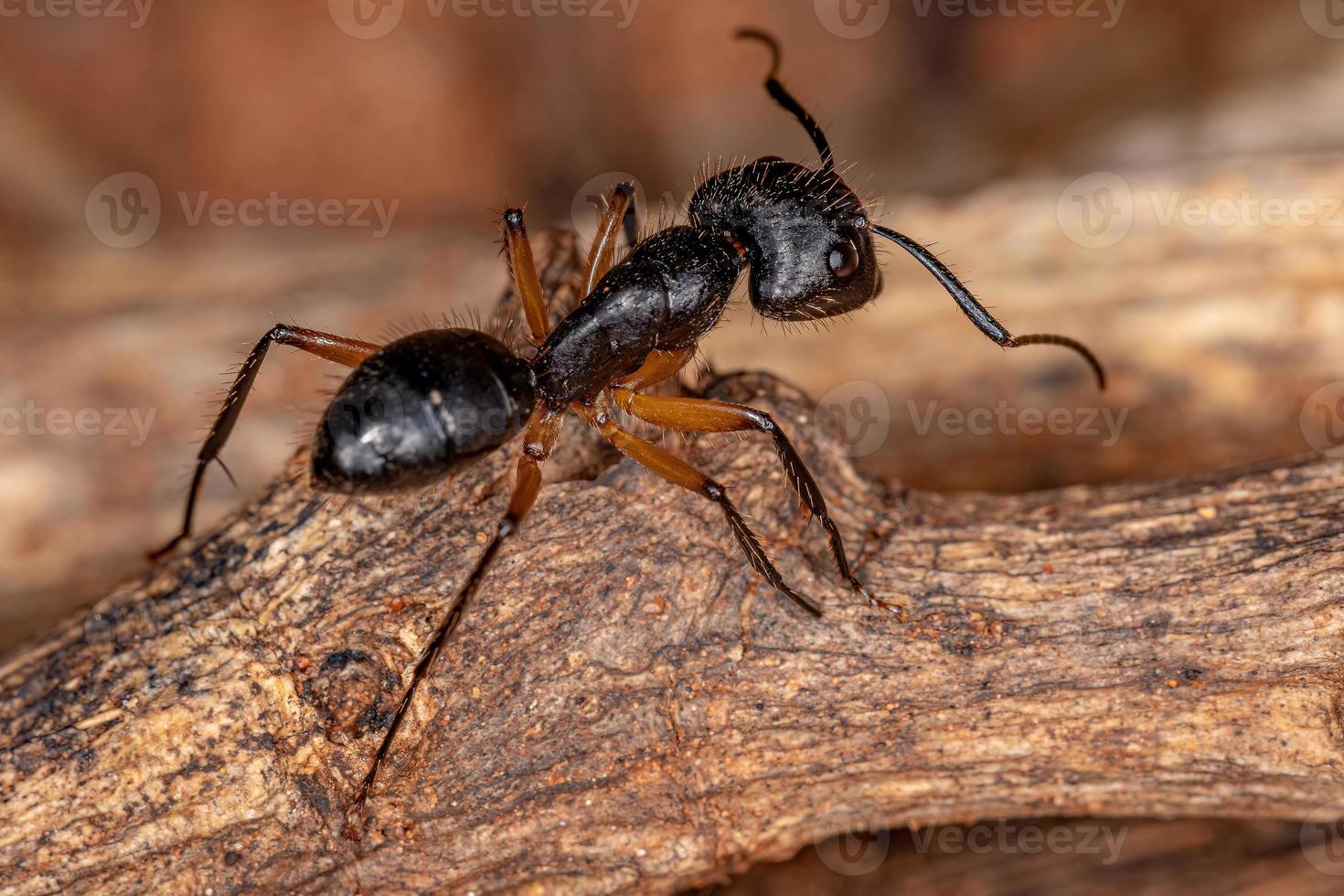 hormiga carpintera hembra adulta foto