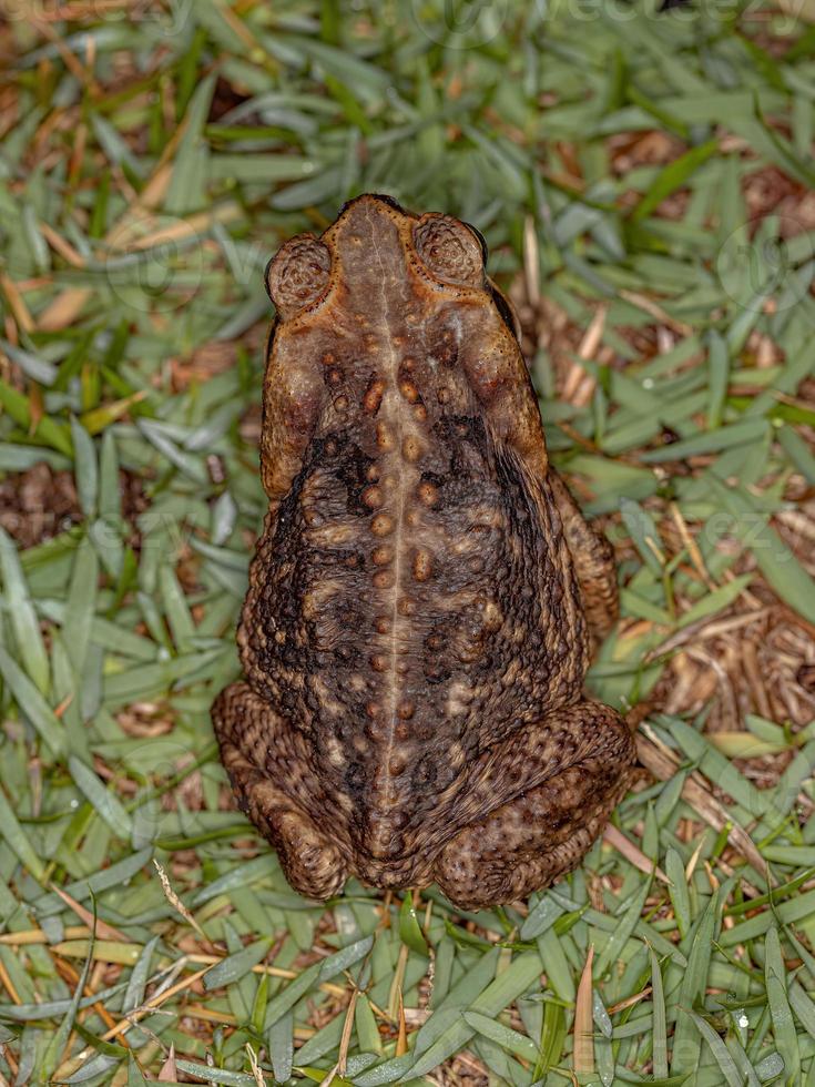 sapo cururu adulto foto