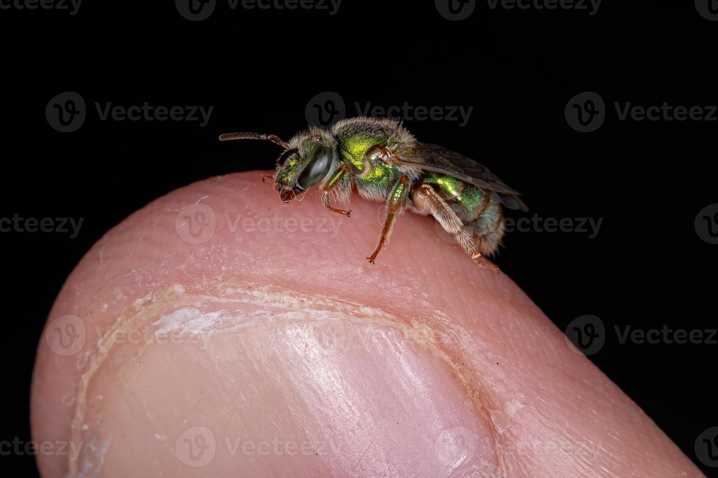 Augochlorine Sweat Bee photo