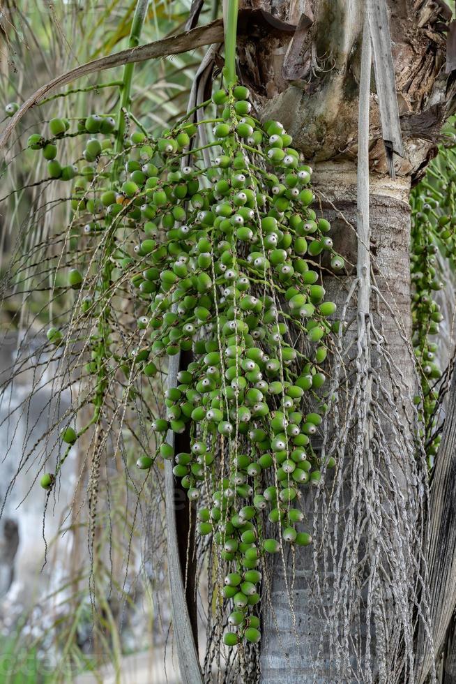 Queen Palm Fruits photo