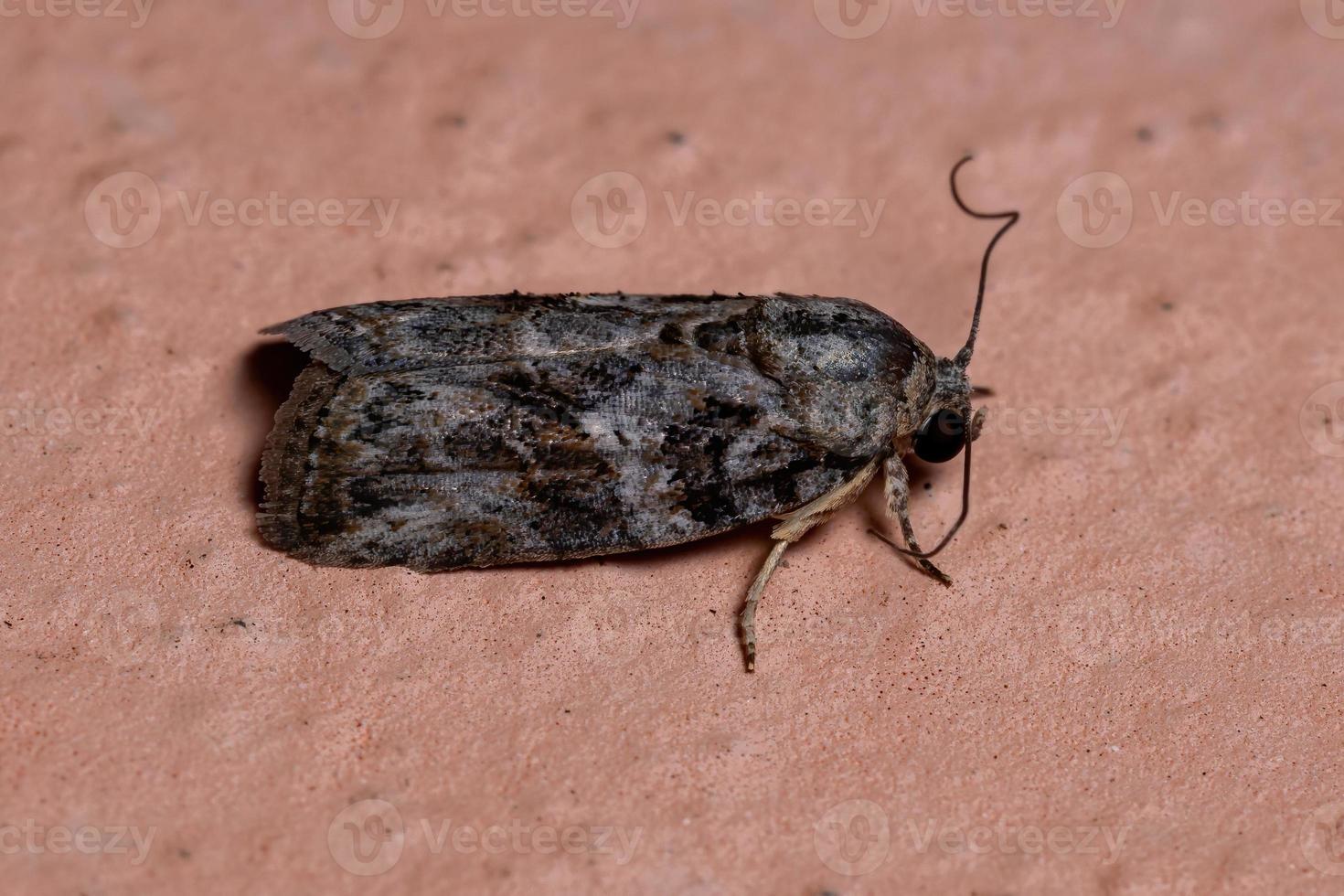 Brazilian Tufted Moth photo