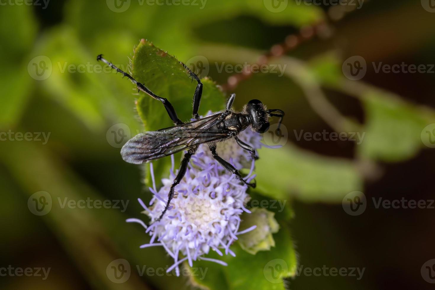 Avispa macho adulta de cintura de hilo foto