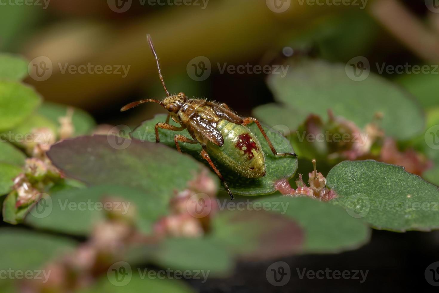 ninfa del insecto de la planta sin olor foto